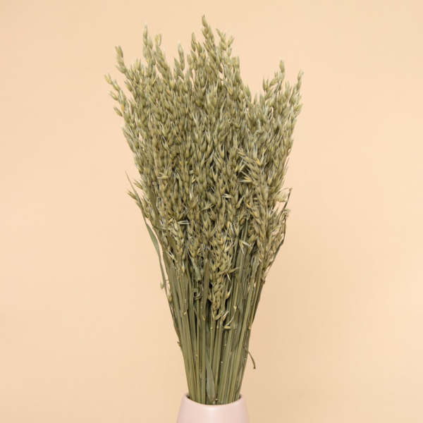Avena Sativa Natural Preservada - 004-NATURAL