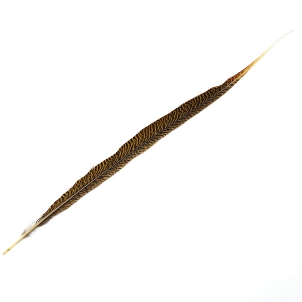 Pluma Faisan Dorado 55-75 cm. - 000-UNICO