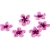 098-ROSA MORADO