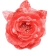 075-CORAL