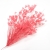 075-CORAL
