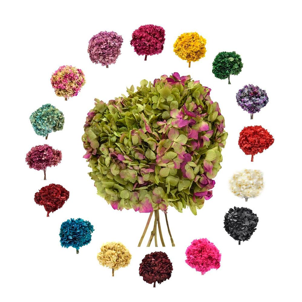 Hortensia Preservada