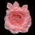091-ROSA