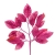 740-FUCSIA & BUGANVILLA