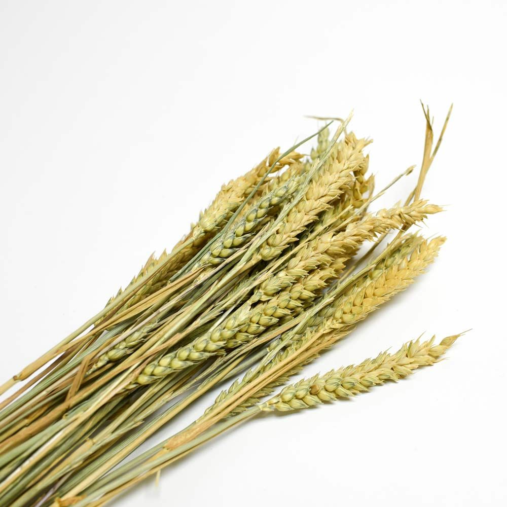 Trigo Preservado Natural