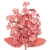 075-CORAL