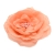 099-ROSA SALMON
