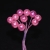 126-MALVA ROSA