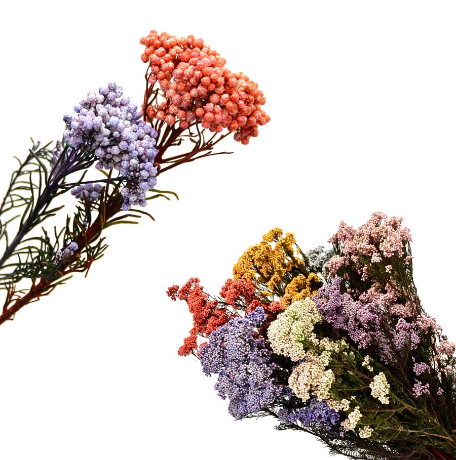 Flores de Arroz Preservadas