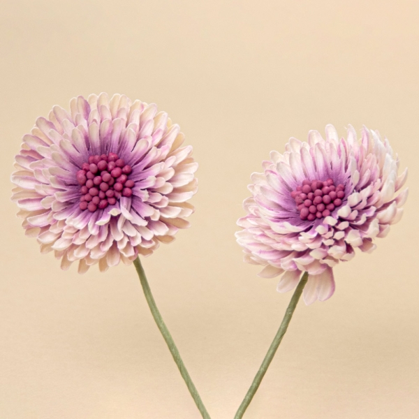 FLOR GERBERA, 2 unidades - 532-CRUDO & MALVA