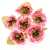 743-FUCSIA & ROSA