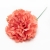 075-CORAL