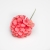 075-CORAL