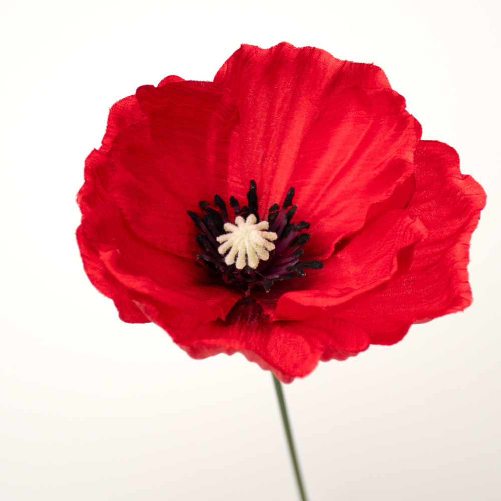 Amapola Roja