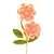 099-ROSA SALMON