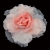 097-ROSA CORAL