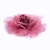096-ROSA PALO