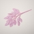 126-MALVA ROSA