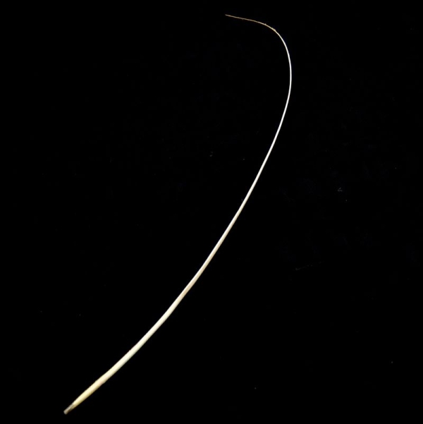 Raquis Avestruz Blondine - 003-CRUDO