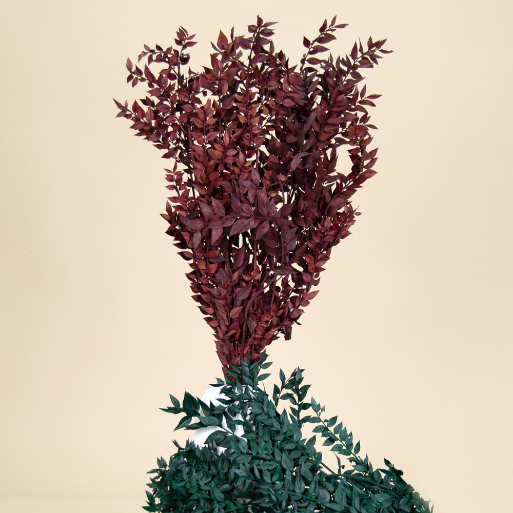 Ruscus Preservado