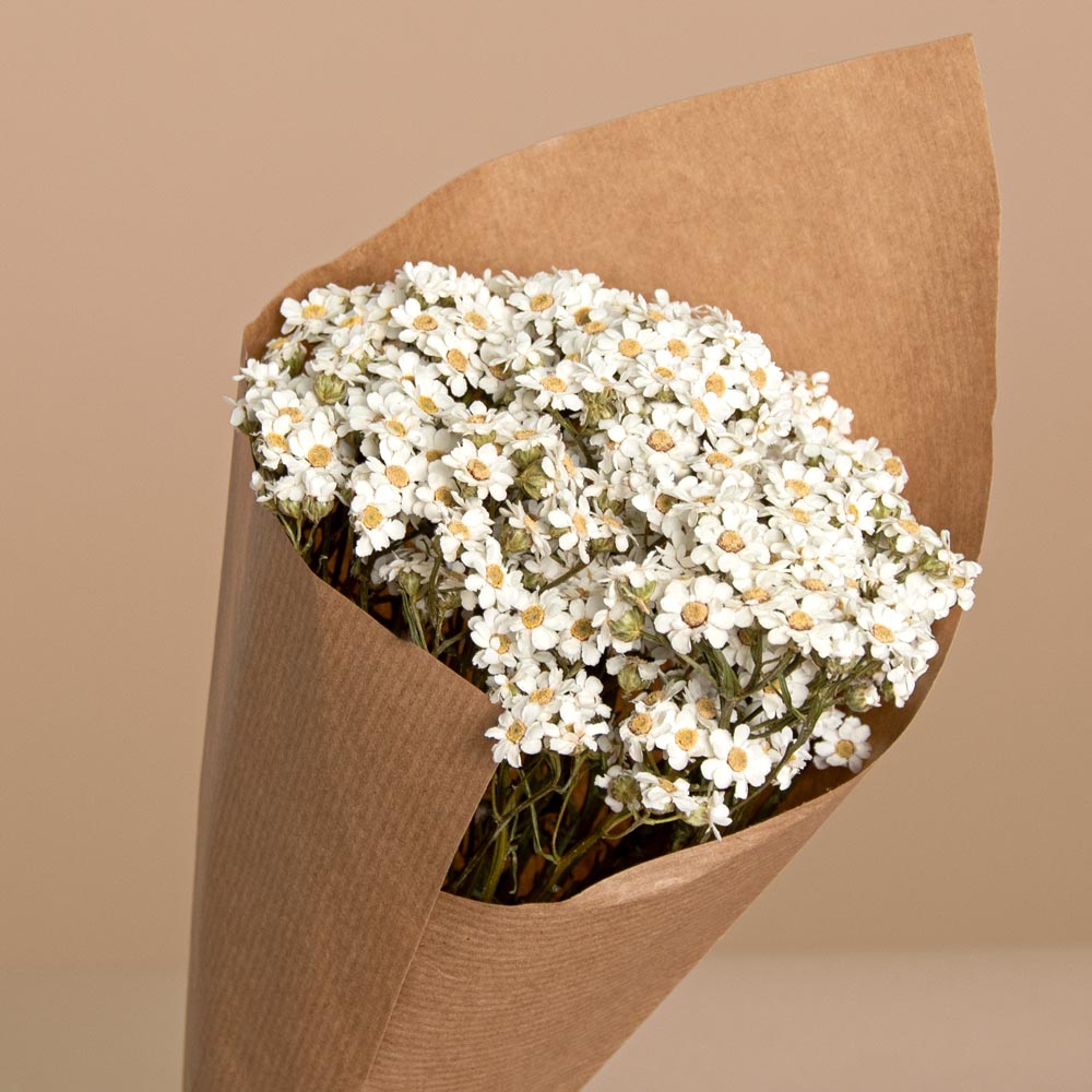 Oxodia Daisy Preservado