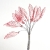 097-ROSA CORAL