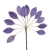 132-MORADO