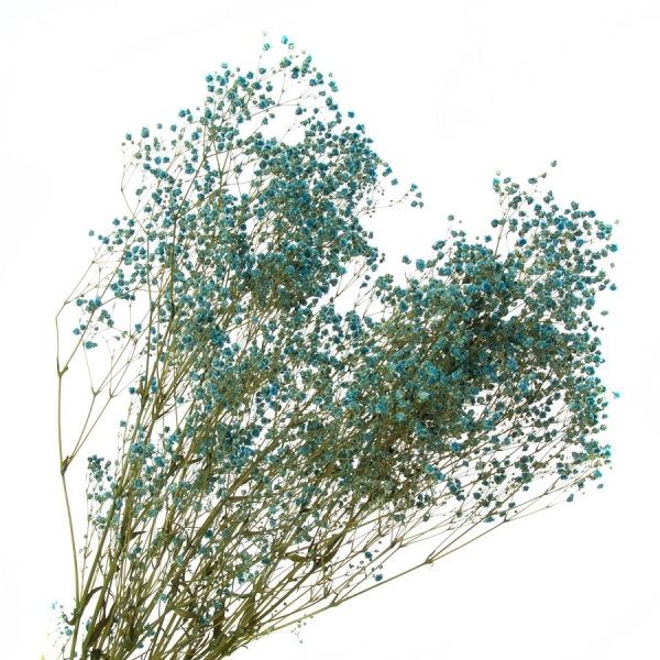 Paniculata Preservada - 154-AZUL OXFORD